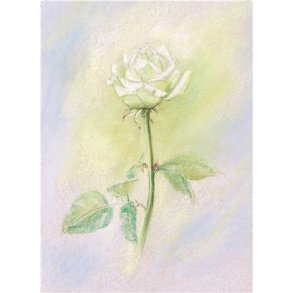 Postkort - Hvid rose